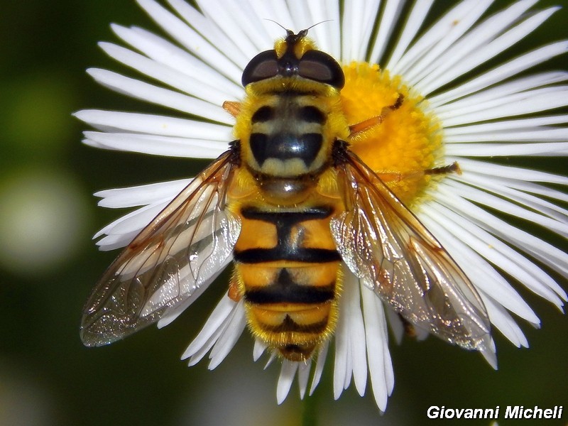 La vita in un fiore (Erigeron annuus)